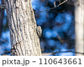 木に止まるコゲラ 110643661