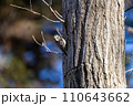 木に止まるコゲラ 110643662