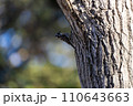木に止まるアカゲラ 110643663