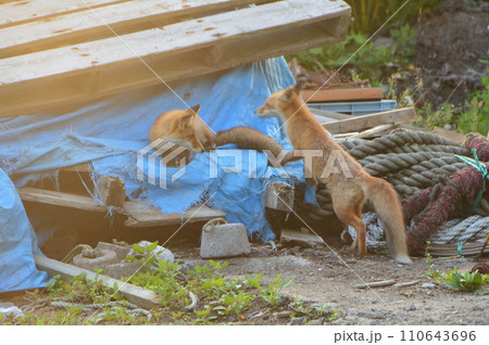 キタキツネ 2匹（北海道斜里郡斜里町） 110643696
