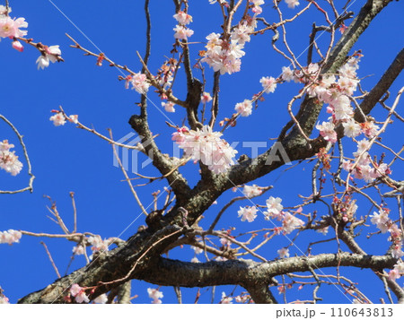 お会式桜 110643813