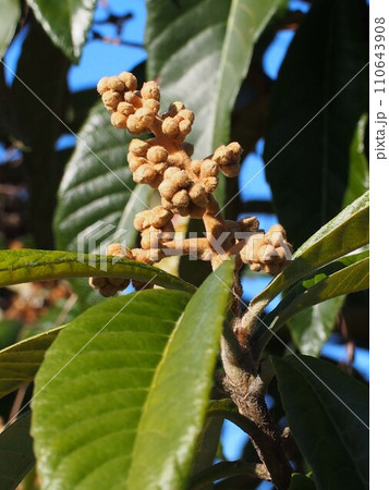 ビワのつぼみのクローズアップ（枇杷の枝先についた莟たち） 110643908