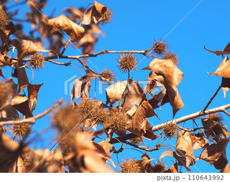 青空と日差しを浴びたタイワンフウ（実と枯れ葉のついた台湾楓の枝） 110643992