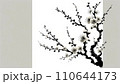 白バックに桜の枝を白背景で室内で囲った白と紅梅のイラスト 110644173