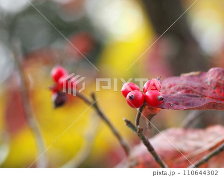 枝先のハナミズキの実のクローズアップ（赤い葉と実をつけた花水木） 110644302
