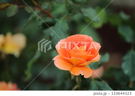 荒尾市　おもやい市民花壇　バラの花、 110644323