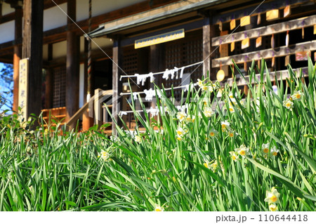 般若寺 本堂と水仙の花 般若寺 本堂と水仙の花 110644418