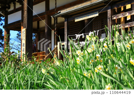 般若寺　本堂と水仙の花 110644419