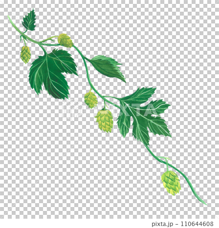 Watercolor illustration of leaves, stem and cones of a hop. Hand drawn, isolated on a transparent background. For alcoholic, pharmaceutical and bath products 110644608