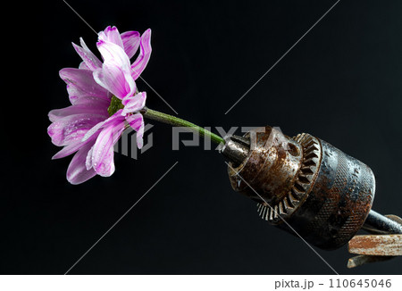 Old rusty drill head and chrysanthemum on a black background. 110645046