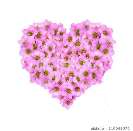 Floral heart with pink flowers of bergenia crassifolia isolated on white background. Festive arrangement for Valentine Day Floral heart with pink flowers of bergenia crassifolia isolated on white background. Festive arrangement for Valentine Day 110645070