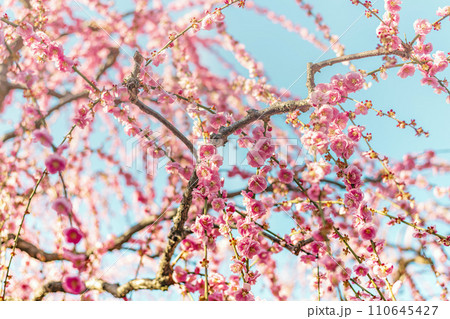 満開の美しい枝垂れ梅 満開の美しい枝垂れ梅 110645427