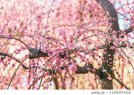 満開の美しい枝垂れ梅 満開の美しい枝垂れ梅 110645428