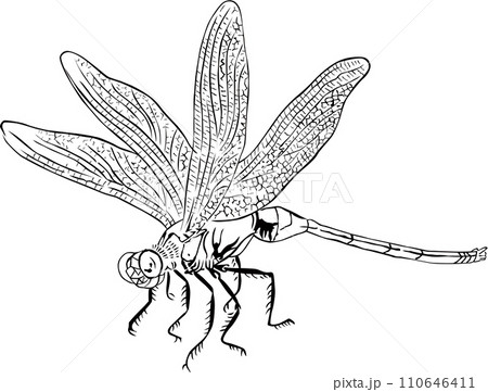 浮世絵 トンボ その3 浮世絵 トンボ その3 110646411