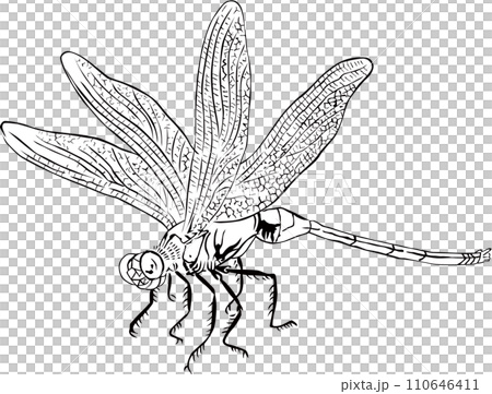 浮世絵 トンボ その3 浮世絵 トンボ その3 110646411