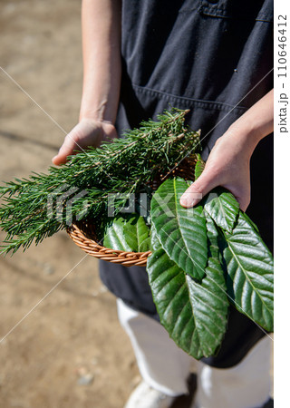 手に持ったびわの葉とハーブ,枇杷,ビワ 110646412