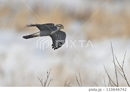 オオタカ⑨（北海道） 110646742