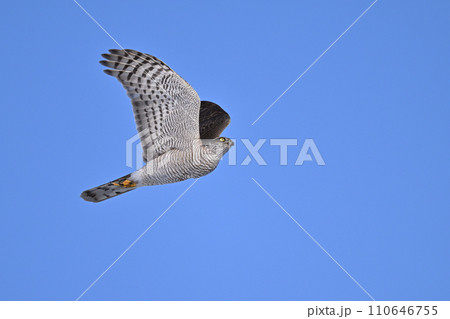 オオタカ⑳（北海道） 110646755