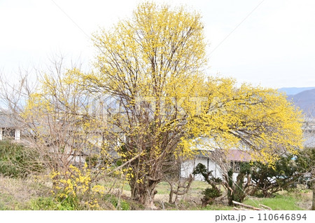 黄金色の花咲く山茱萸の大木 110646894