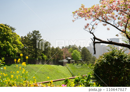 Chidoriga-fuchi Park Imperial Palace at spring in Tokyo, Japan 110647027