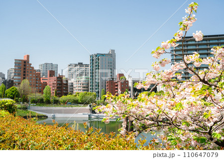 Chidoriga-fuchi Park and city view with cherry blossoms in Tokyo, Japan Chidoriga-fuchi Park and city view with cherry blossoms in Tokyo, Japan 110647079