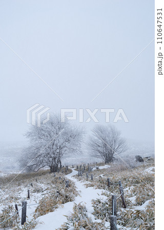 雪景色の霧ヶ峰高原 雪景色の霧ヶ峰高原 110647531
