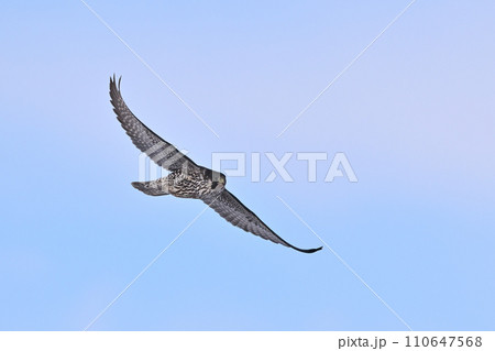 ハヤブサ㉛（北海道） 110647568