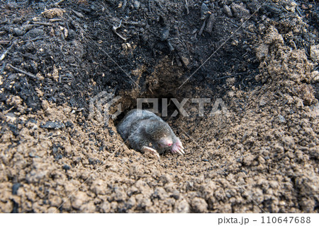 European mole emerging from its tunnel in the mole hill 110647688