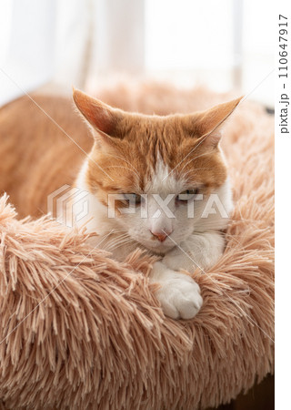 くつろぐ猫　茶トラ白 110647917