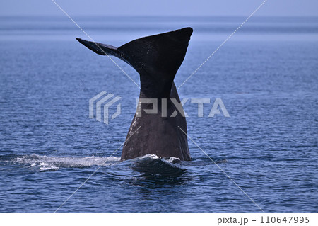 マッコウクジラ④（北海道） 110647995