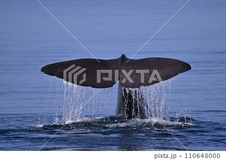 マッコウクジラ⑦（北海道）の写真素材 [110648000] - PIXTA