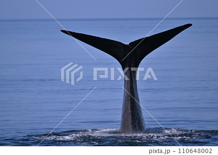 マッコウクジラ⑧（北海道） 110648002