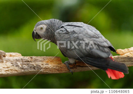 African grey parrot (Psittacus erithacus) on wood tree branch 110648065
