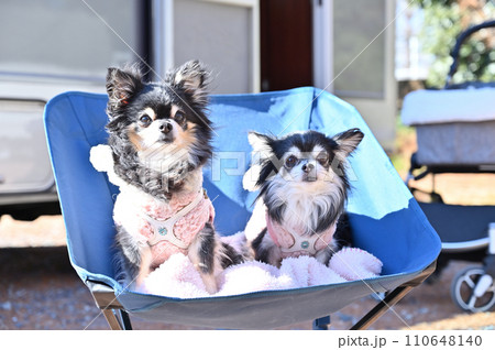 愛犬と楽しむオートキャンプ　ピクニック　チワワ 110648140