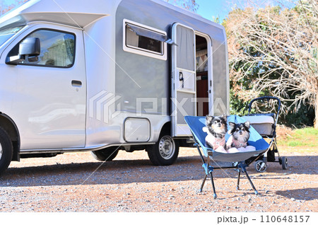 愛犬と楽しむオートキャンプ　ピクニック　チワワ 110648157