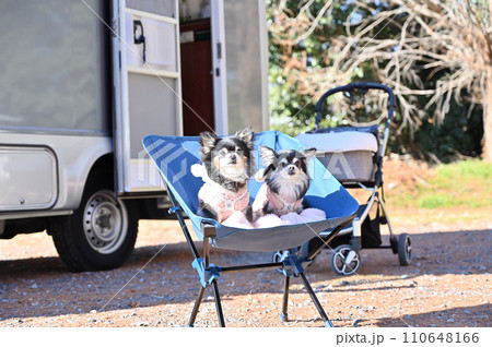 愛犬と楽しむオートキャンプ ピクニック チワワ 愛犬と楽しむオートキャンプ ピクニック チワワ 110648166