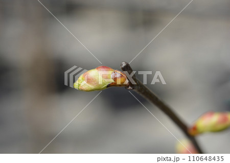 Small-leaved lime 110648435