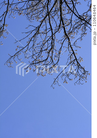 Tulip tree Tulip tree 110648464