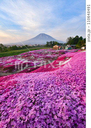 三島さん家の芝桜 三島さん家の芝桜 110648491