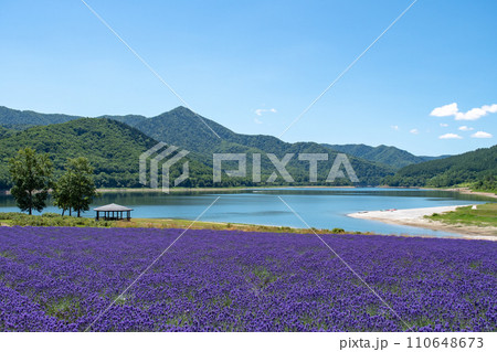 かなやま湖ラベンダー畑 110648673