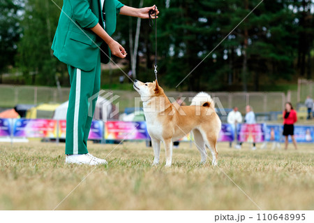 The handler holds the akita dog in the rack with the help of food reflexes holding the food in his hand 110648995