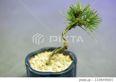 鉢植えのミニ盆栽 三河黒松 鉢植えのミニ盆栽 三河黒松 110649065