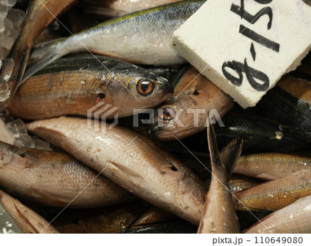 沖縄の県魚　グルクン 110649080