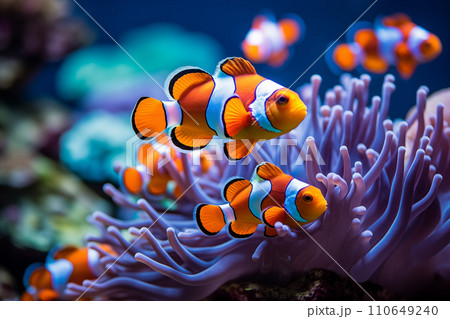AI-generated content. Clown Anemonefish, Amphiprion percula, swimming among the tentacles of its anemone home. 110649240