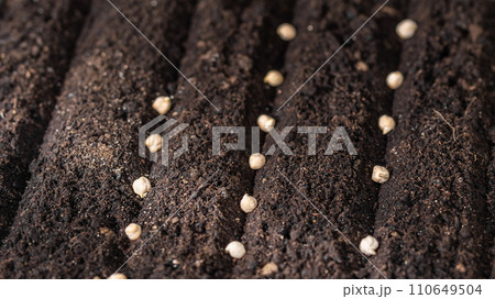 Seeds of chickpeas in soil. Sowing seeds closeup. 110649504