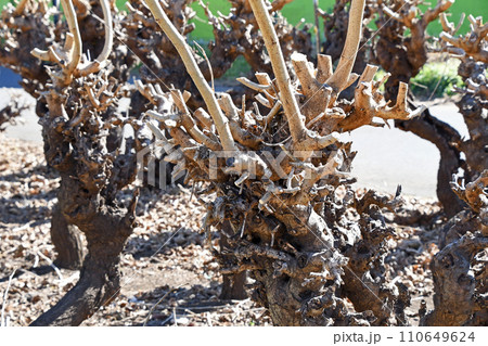 冬の桑畑（枯桑） 110649624