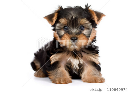 Cute Yorkshire Terrier puppy isolated on a white background. Generative Ai. 110649974