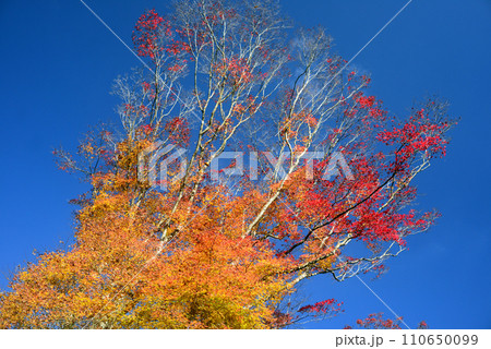 紅葉シーズン箕面山のモミジ-40 110650099