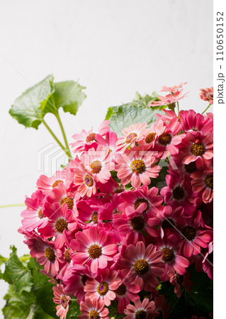 Beautiful pink cineraria flower, bouquet close-up 110650152