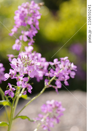 Blooming purple matiola flower 110650241